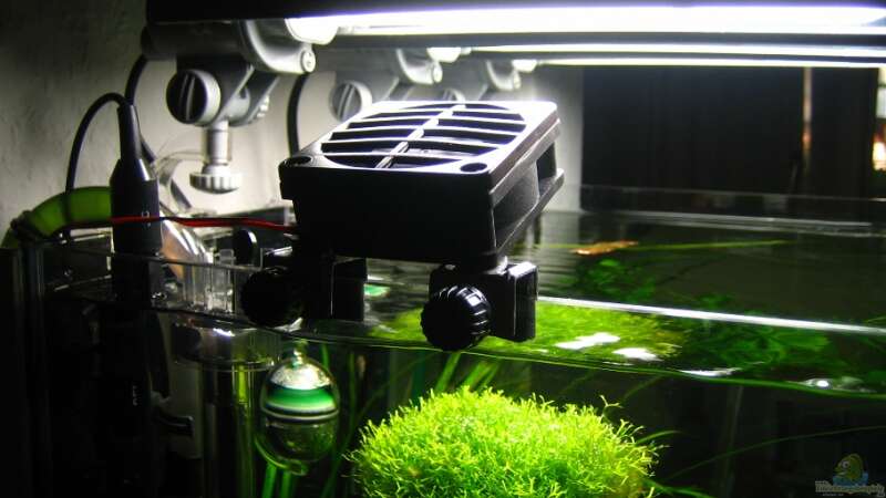 Mini-Aquarien-Kühler  und darunter die Riccia von AquaTropica CGN (10)