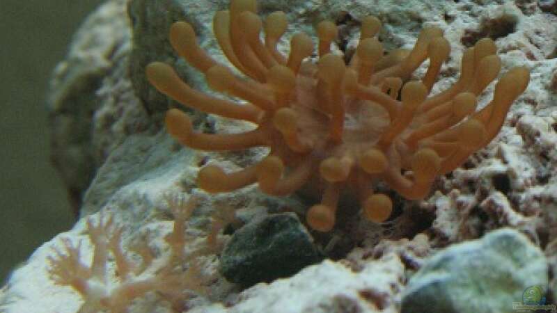 Anemone von Aquarienfreude (12)
