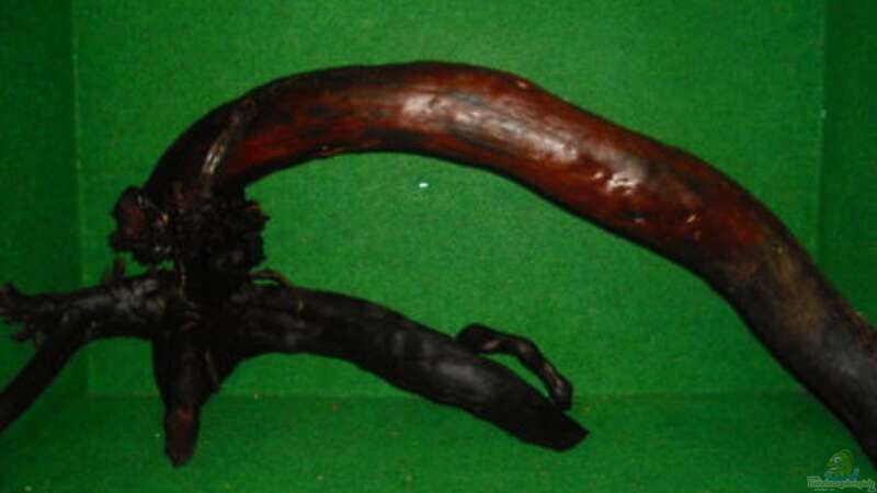 eBay-Wurzel 2: Maße ca.103 x 45  x  35 cm , Wurzeldurchmesser ca. 12cm, der Fuss von GGuardiaNN (48)