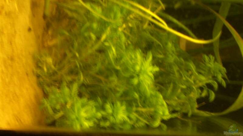 Hottonia palustris im Aquarium pflegen (Einrichtungsbeispiele für Wasserfeder)