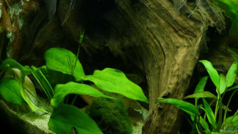 Echinodorus horizontalis im Aquarium pflegen (Einrichtungsbeispiele für Horizontale Schwertpflanze)