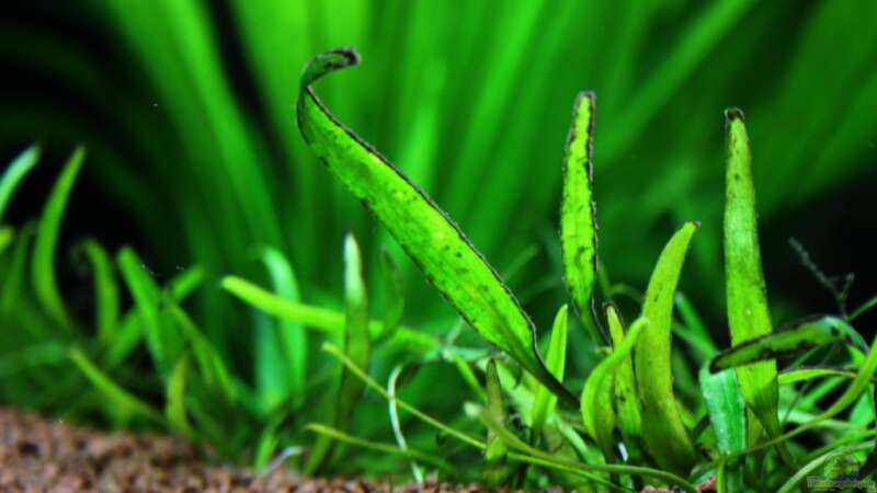 ...Bodenpflanze mit Algen an den Blatträndern... von Sue (20)
