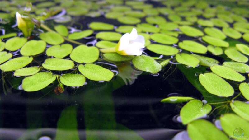 Blüte der Schwimmpflanze von Tudelui (14)