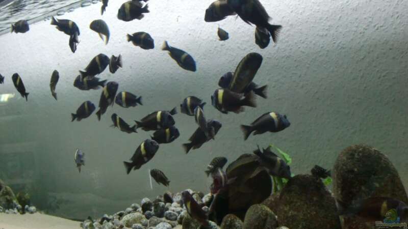 Besatz im Aquarium Tanganyika-Lakeside von Akula (10)