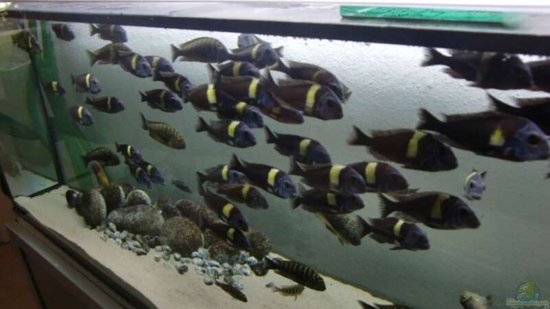 Besatz im Aquarium Tanganyika-Lakeside von Akula (11)