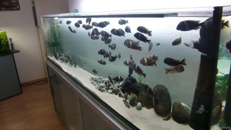 Besatz im Aquarium Tanganyika-Lakeside von Akula (12)