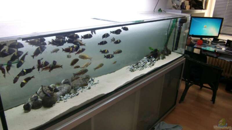 Besatz im Aquarium Tanganyika-Lakeside von Akula (14)