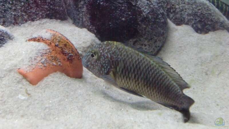 Besatz im Aquarium Tanganyika-Lakeside von Akula (16)