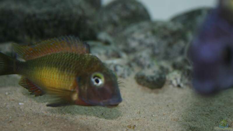 Besatz im Aquarium Tanganyika-Lakeside von Akula (27)