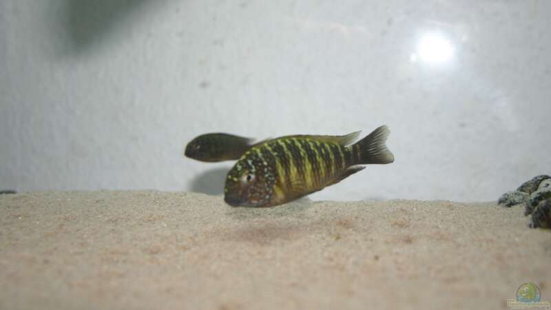 Besatz im Aquarium Tanganyika-Lakeside von Akula (28)