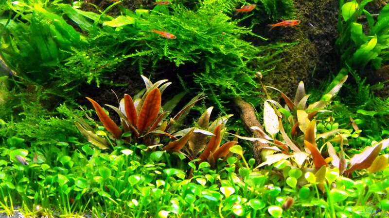 Pflanzen im Aquarium 375l Riparium von -serok- (8)