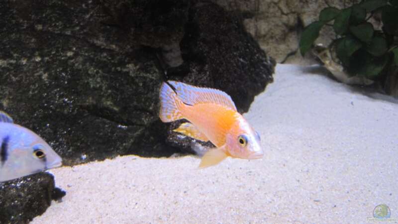 Aulonocara Firefish Bock von baule2002 (16)
