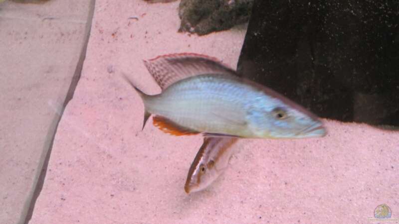 Dimidiochromis compressiceps Bock und Weibchen von baule2002 (24)