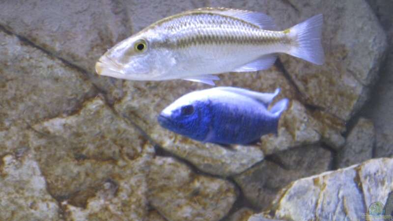 Dimidiochromis compressiceps Weibchen + Sc. fryeri Bock von baule2002 (15)