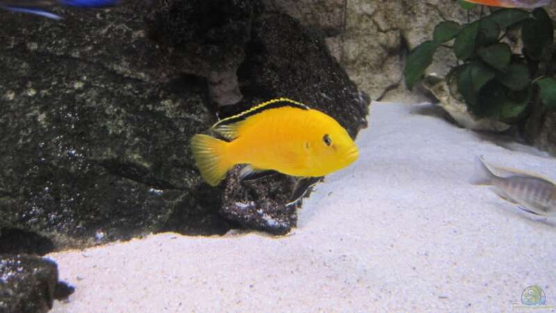 Labidochromis cerulaeus Yellow Bock von baule2002 (18)