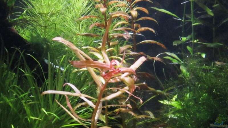 Pflanzen im Aquarium mysteryland von furt (14)