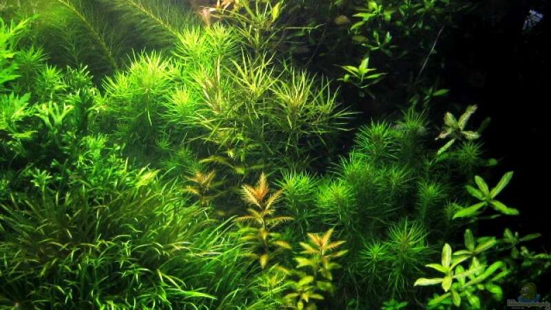 Pflanzen im Aquarium mysteryland von furt (20)