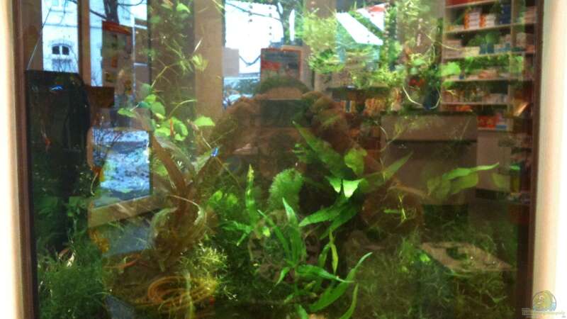 Aquarium Hauptansicht von Gesellschaftsbecken Viersen von Biosphaeren (1)