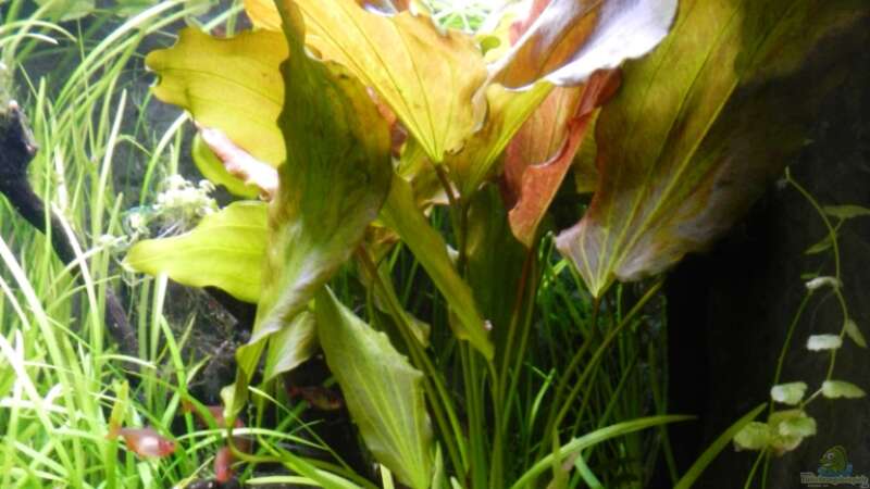Echinodorus ´Ozelot Grün` von borellii (15)