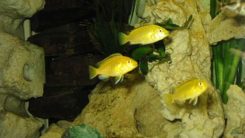 Labidochromis caerules -Yellow von Thomas Wüstemann (13)