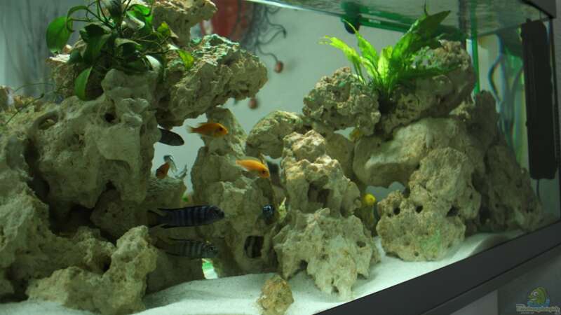 Aquarium Schwichtis Mbuna Tank von schwichti (2)