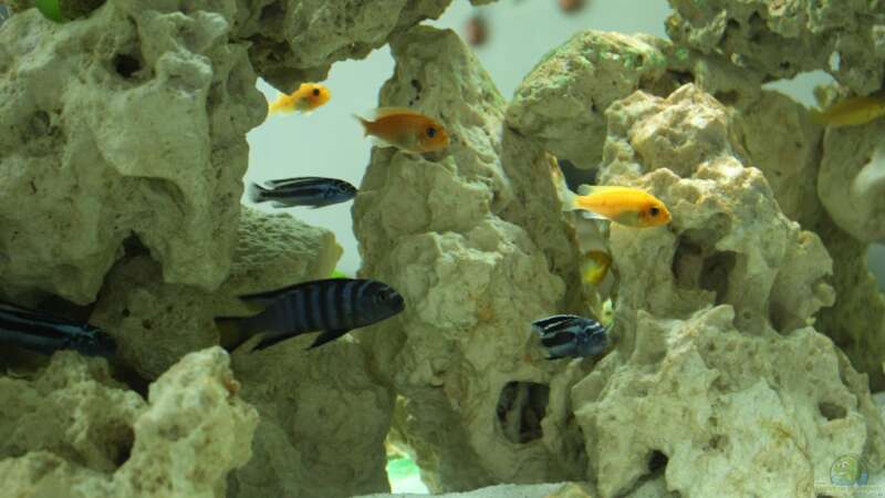 Besatz im Aquarium Schwichtis Mbuna Tank von schwichti (16)