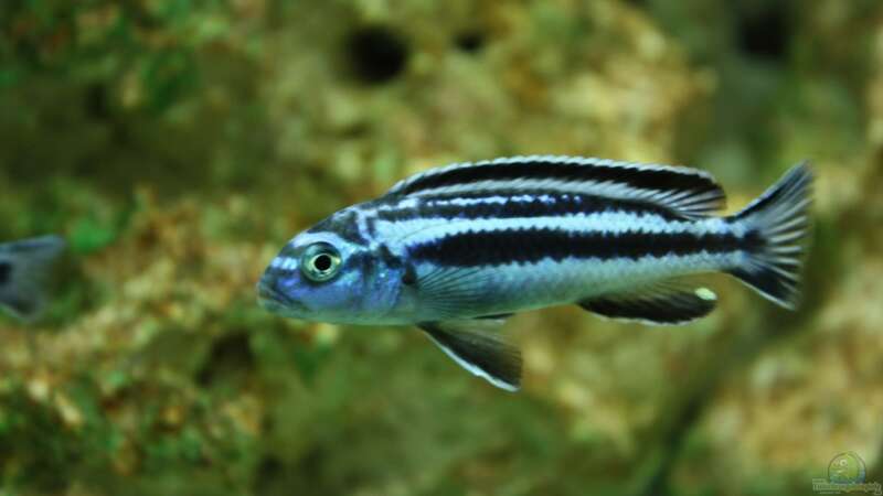 Melanochromis Cyaneorhabdos w. von schwichti (15)