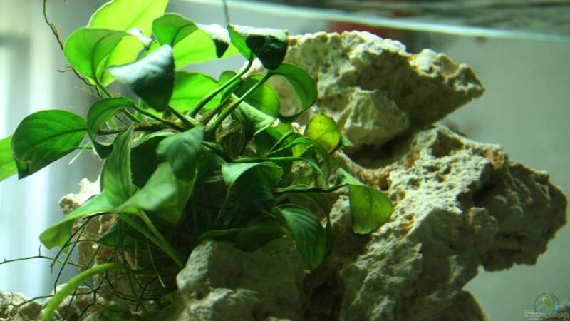 Pflanzen im Aquarium Schwichtis Mbuna Tank von schwichti (4)