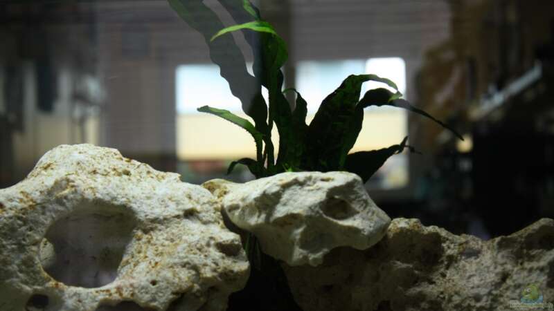 Pflanzen im Aquarium Schwichtis Mbuna Tank von schwichti (5)