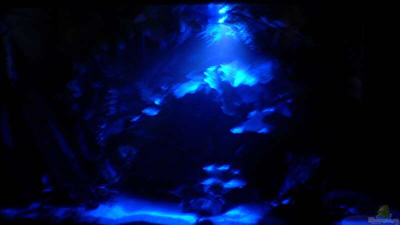 Aquarium bei Nachtlicht (extra lange belichtet dadurch leider etwas verwackelt) von Max Wolf (3)