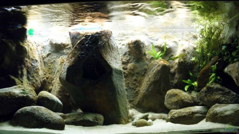 Aquarium Yellowhome von Franek (6)
