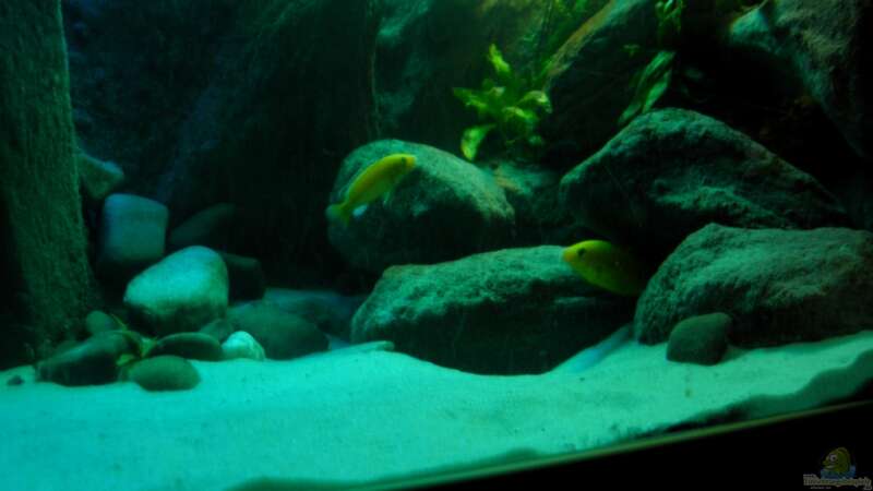 Besatz im Aquarium Yellowhome von Franek (38)
