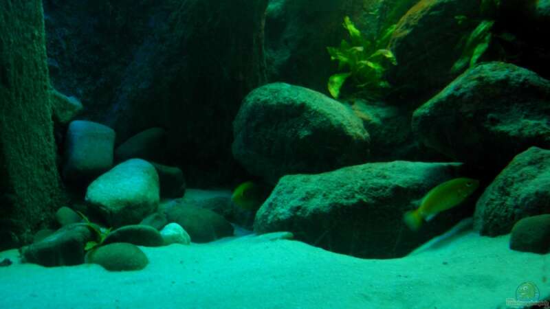 Besatz im Aquarium Yellowhome von Franek (39)