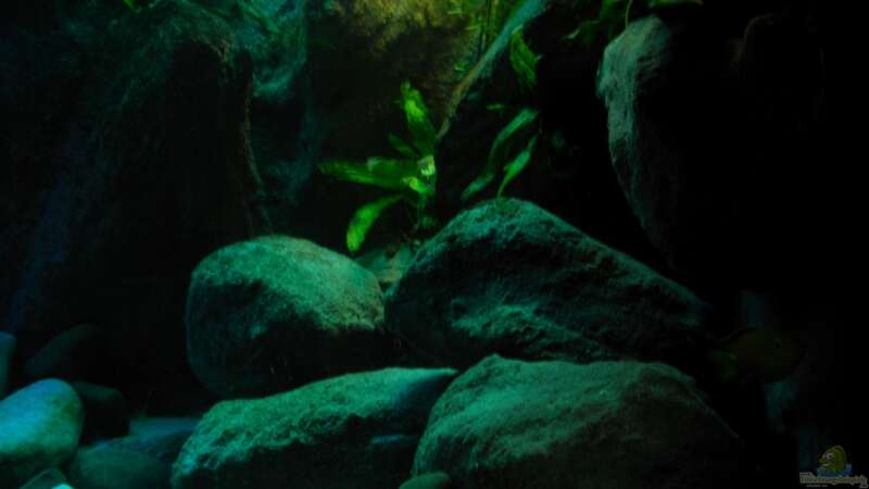 Pflanzen im Aquarium Yellowhome von Franek (18)