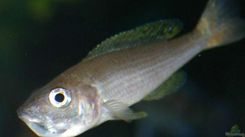 Cyprichromis leptosoma mit Jungtiere im Maul von Ingo (34)