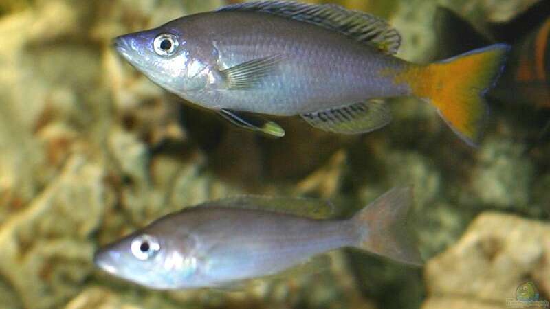 Cyprichromis leptosoma von Ingo (32)
