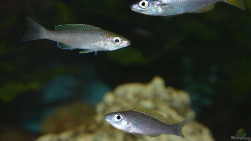 Einige ´Jugendliche´ Cyprichromis leptosoma von Ingo (38)