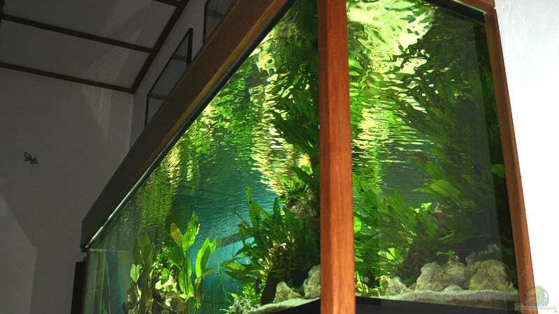 Hier kann man die Verkleidung des Aquariums gut erkennen. von Ingo (6)