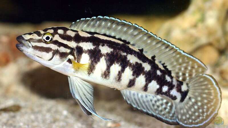Julidochromis marlieri von Ingo (33)