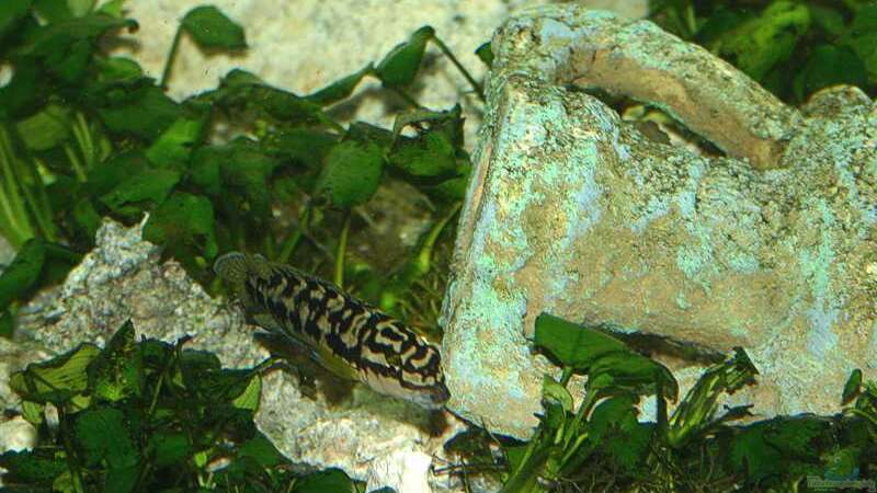 Julidochromis marlieri zwischen Anubias von Ingo (39)