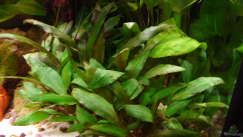 Pflanzen im Aquarium Gesellschaftsbecken Amazonas/Kongo von Hot Chili (6)