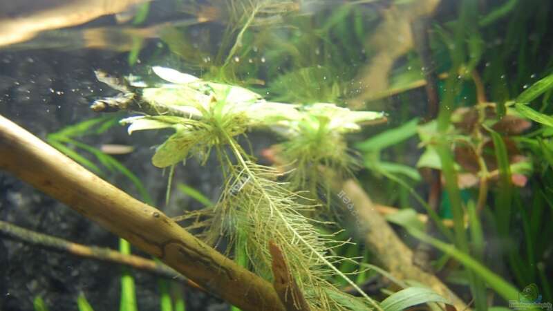 Pflanzen im Aquarium Aufzucht Rocio (nur noch Beispiel) von ml69 (8)