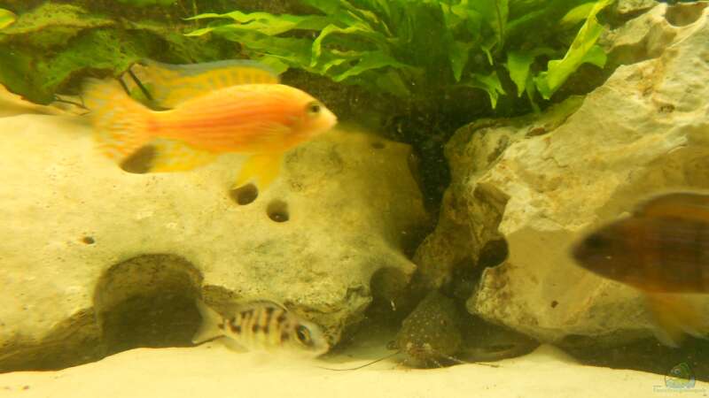 Firefish/Protomelas w. / synd. angelicus von Insulaner (21)