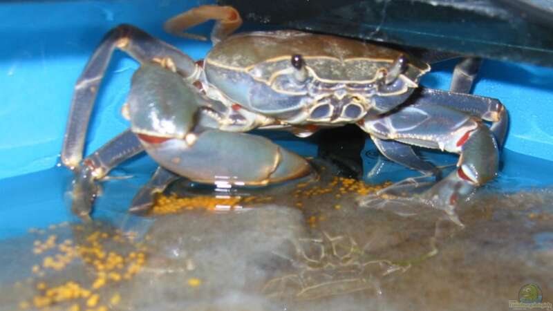 Krabbe legt Eier von Insulaner (9)