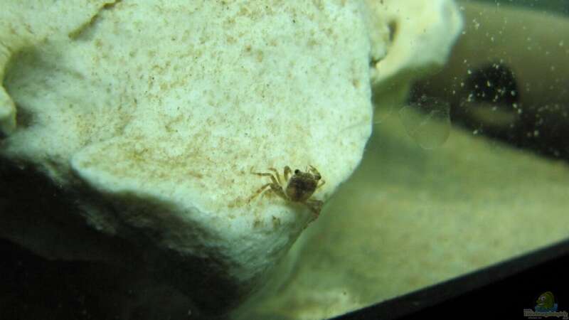 Krabbenbaby nach der ersten Häutung von Insulaner (12)