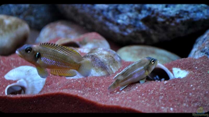 L. ocellatus Nachwuchs (4) - im linken Schneckenhaus sind auch Jungfische, die Papa von ***ELLIS*** (66)