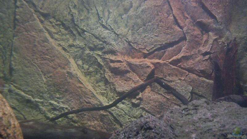 Aquarien mit Motivrückwand Juwel Cliff  - Juwel-cliffaquarium