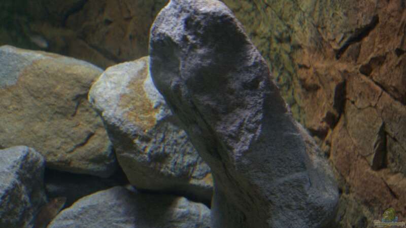 Aquarium Great Rift - nur noch Beispiel von Didi (10)
