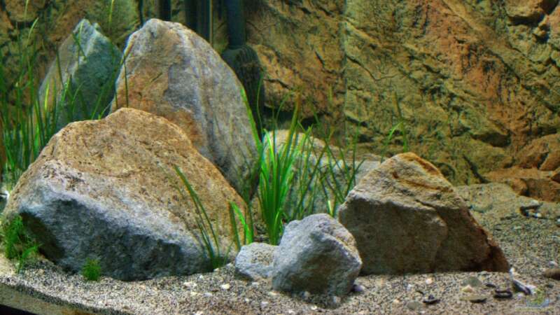 Aquarium Great Rift - nur noch Beispiel von Didi (13)