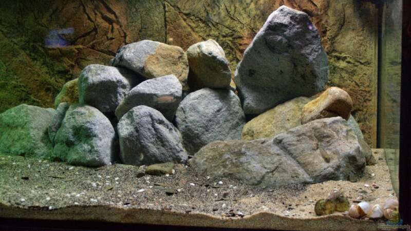 Aquarium Great Rift - nur noch Beispiel von Didi (14)